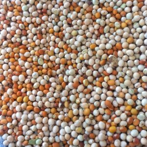 Pigeon Pea seeds (Mara Thoovarai) - Perennial Variety