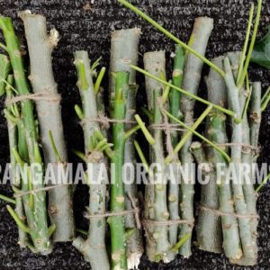 Jatropha Curcas Stem cuttings (Essential Plants for Home gardens) - Living Fence
