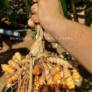 Rhizome/Tuber Seeds