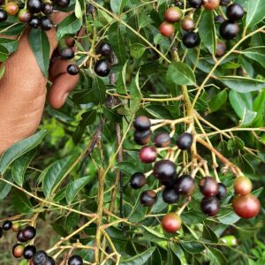 Samba Curry Leaves Seeds