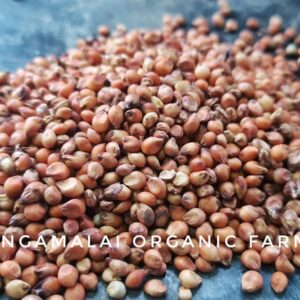 Red Sorghum / Red Cholam Seeds
