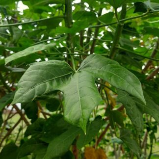 Tree Spinach - Mexican Spinach | Mayan Keerai (Chaya) Stem cuttings