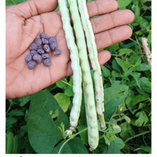 Grey Speckled Palapye Cowpea / Thatai Paiyaru Seed