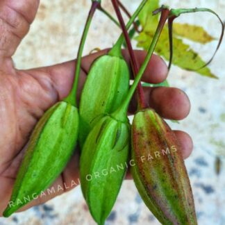Galu Gasturi Okra/Vendai Seed