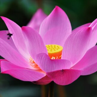 Lotus Flower Seeds