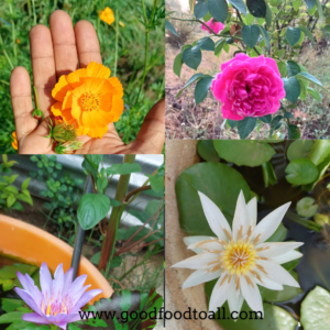 Flower Seeds