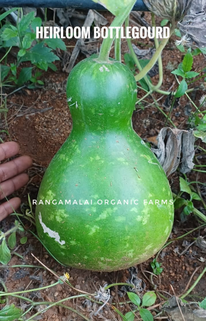 Heirloom Bottlegourd - Type BG1