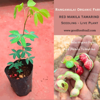 Live Plant - Red Manila Tamarind Tree Seedling / Red Kodukapulli