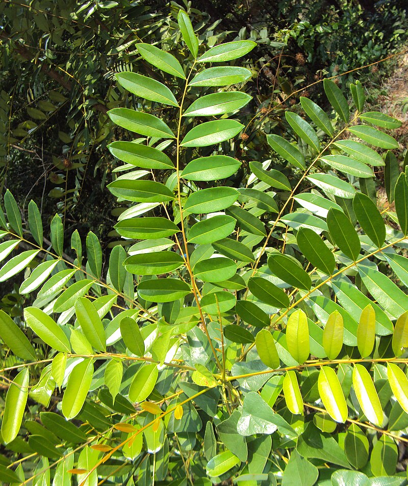Paradise Tree | Lakshmi Taru | Simarouba glauca Tree Leaves - Image 2