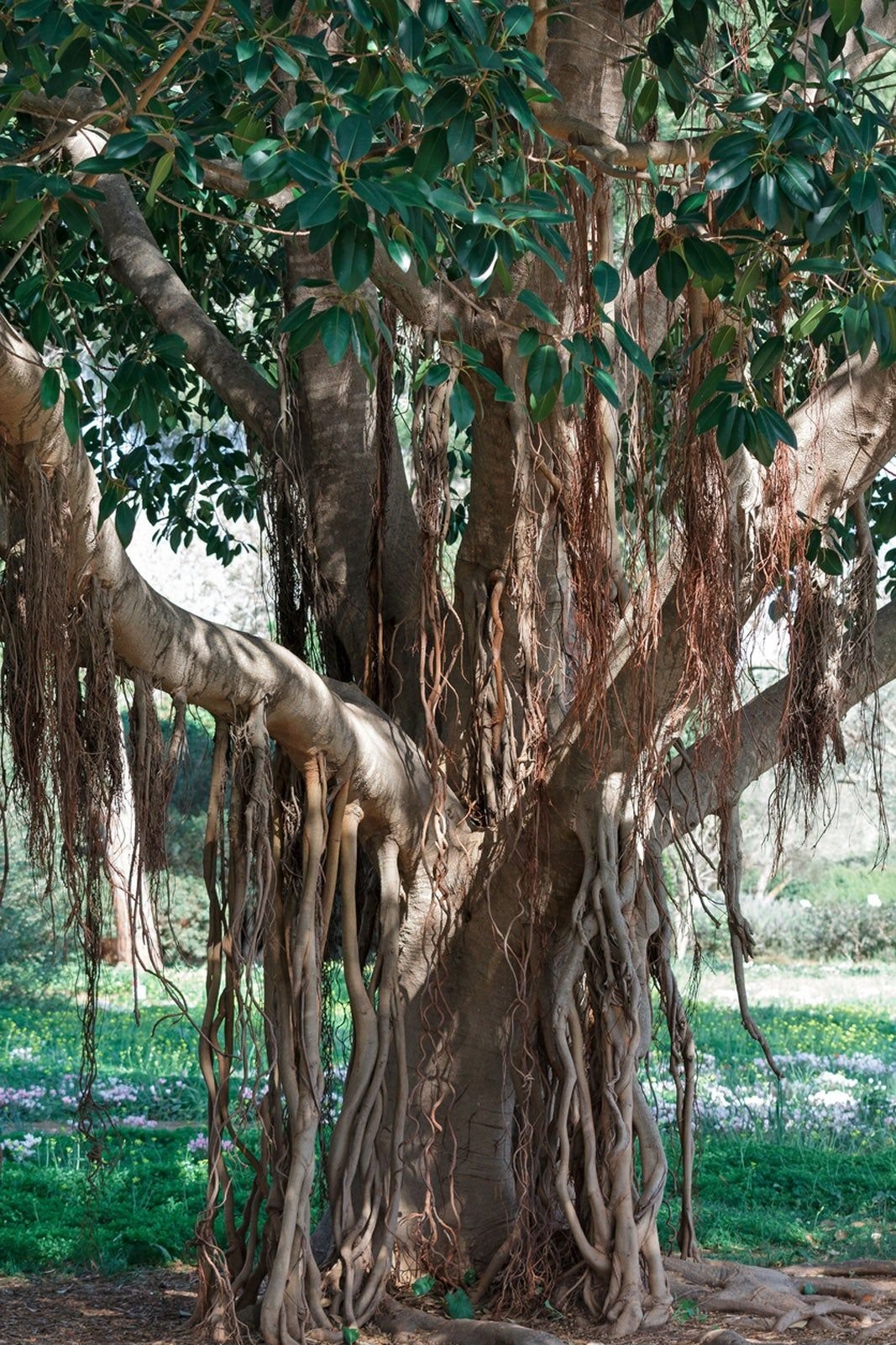Banyan Tree Seeds