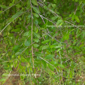 Native Henna Seeds - Thorn less variety Type 2 (Marudhani)