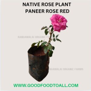 Native Flower Plants