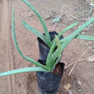 Live Plant - Aloevera Native variety