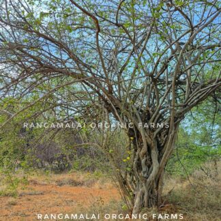 Tree Spinach - Minnal Keerai | Premna Latifolia Live Plant
