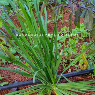Live Plant - Chives (Allium schoenoprasum) plant
