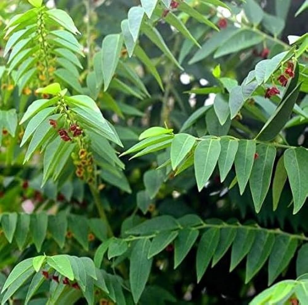 Tree Spinach - Thavasi Keerai (Sauropus androgynus) Plant