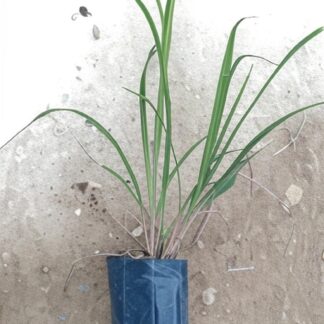 Citronella Grass Live Plant | Cymbopogon nardus Aromatic Grass